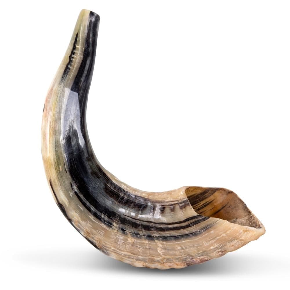 Classical Ram's Horn Shofar, 12 to 14 Inches